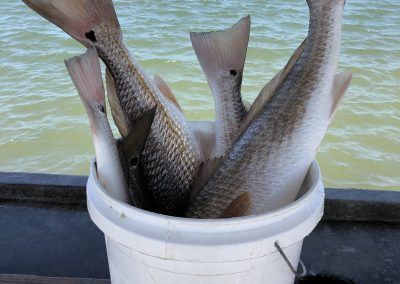 fish in a bucket